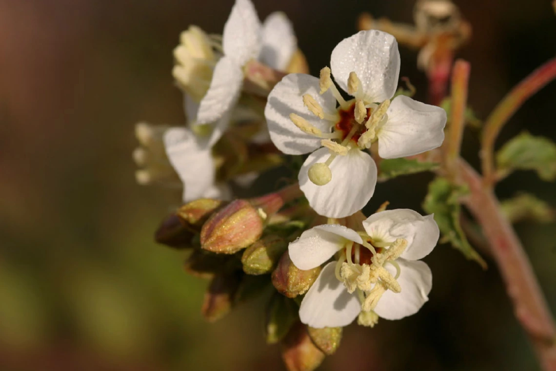 Camissonia claviformis