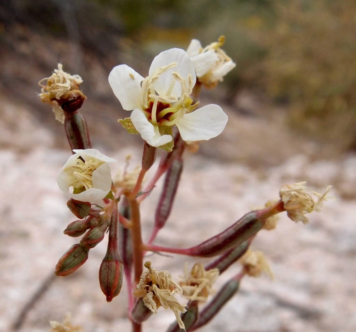 Camissonia claviformis