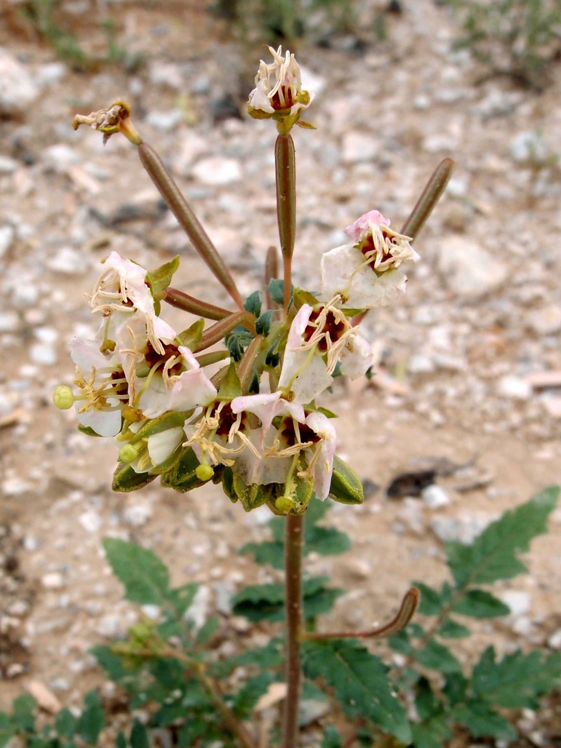 Camissonia claviformis