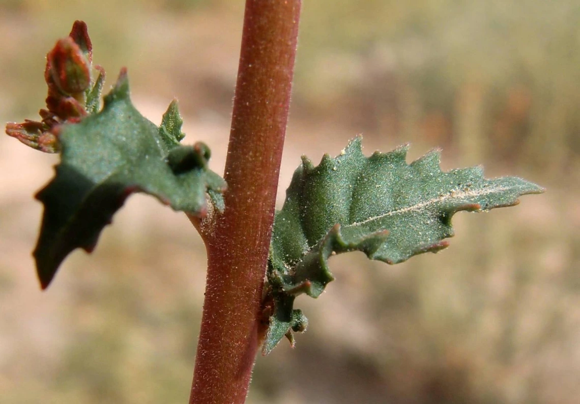 Camissonia claviformis
