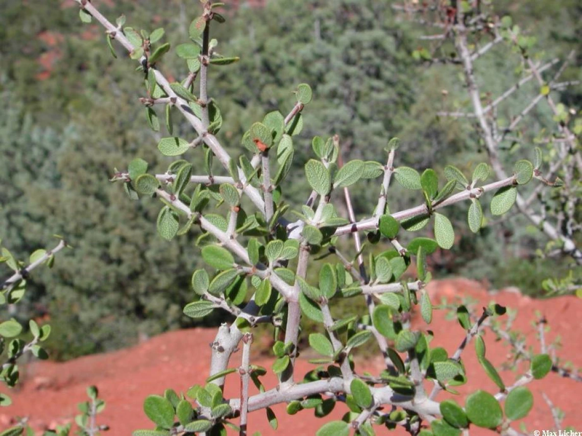 Ceanothus greggii leaves