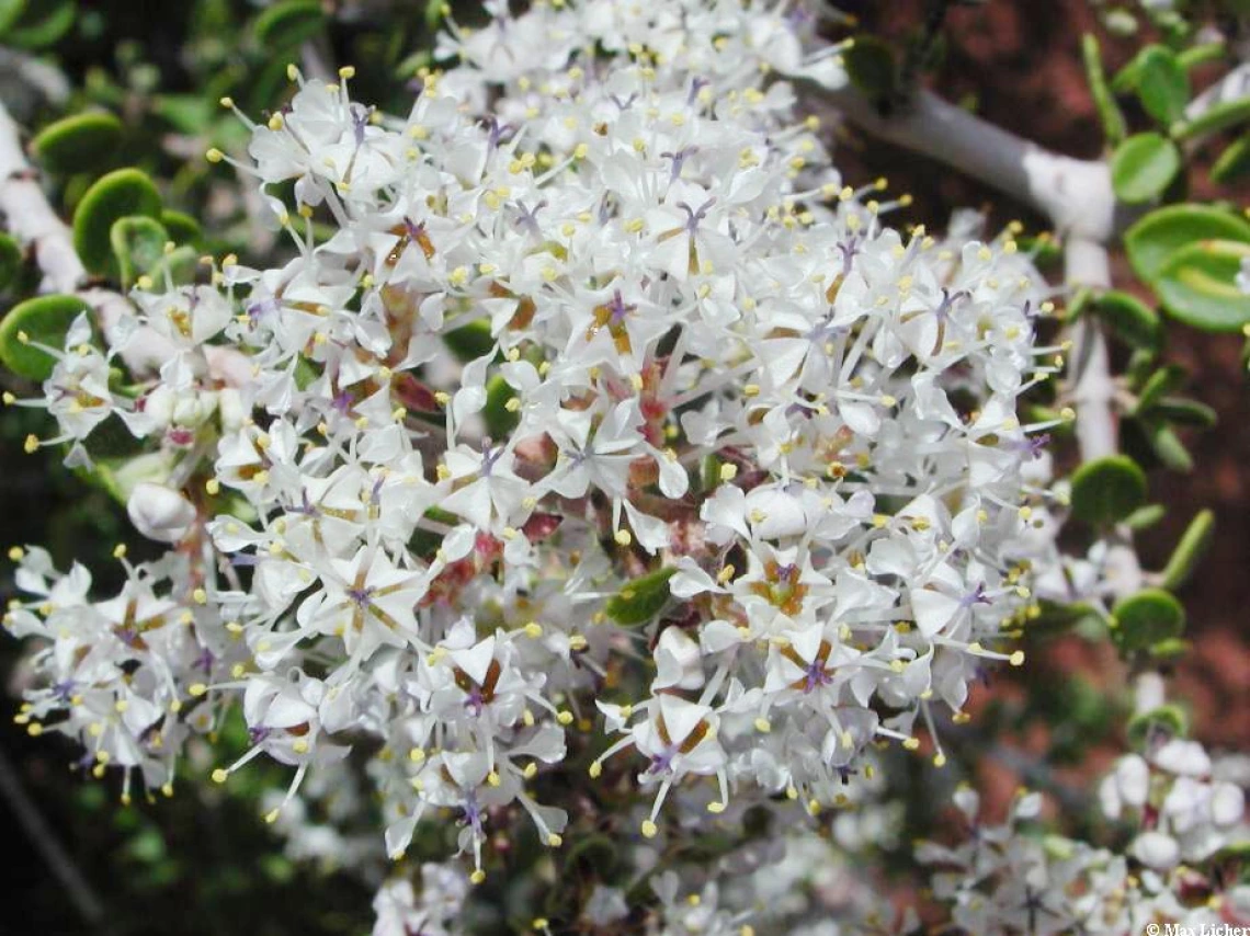 Ceanothus greggii flowers