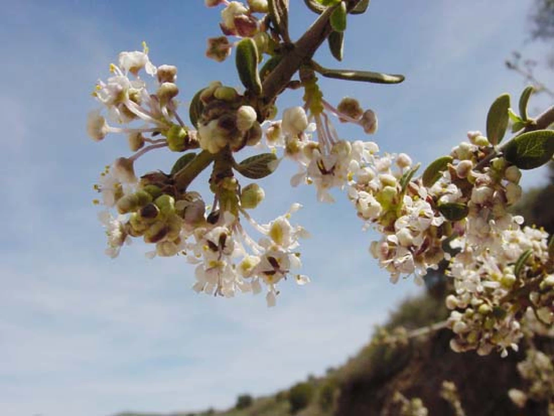 Ceanothus greggii flowers