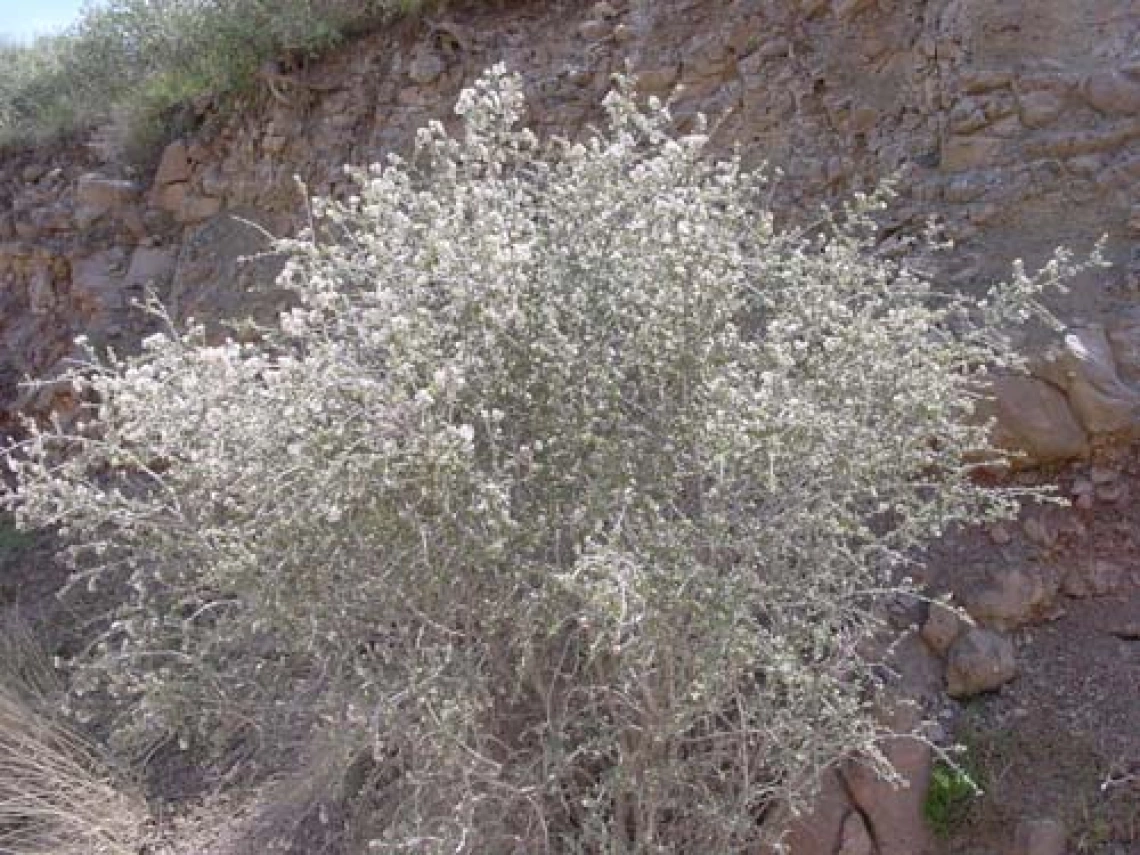 Ceanothus greggii