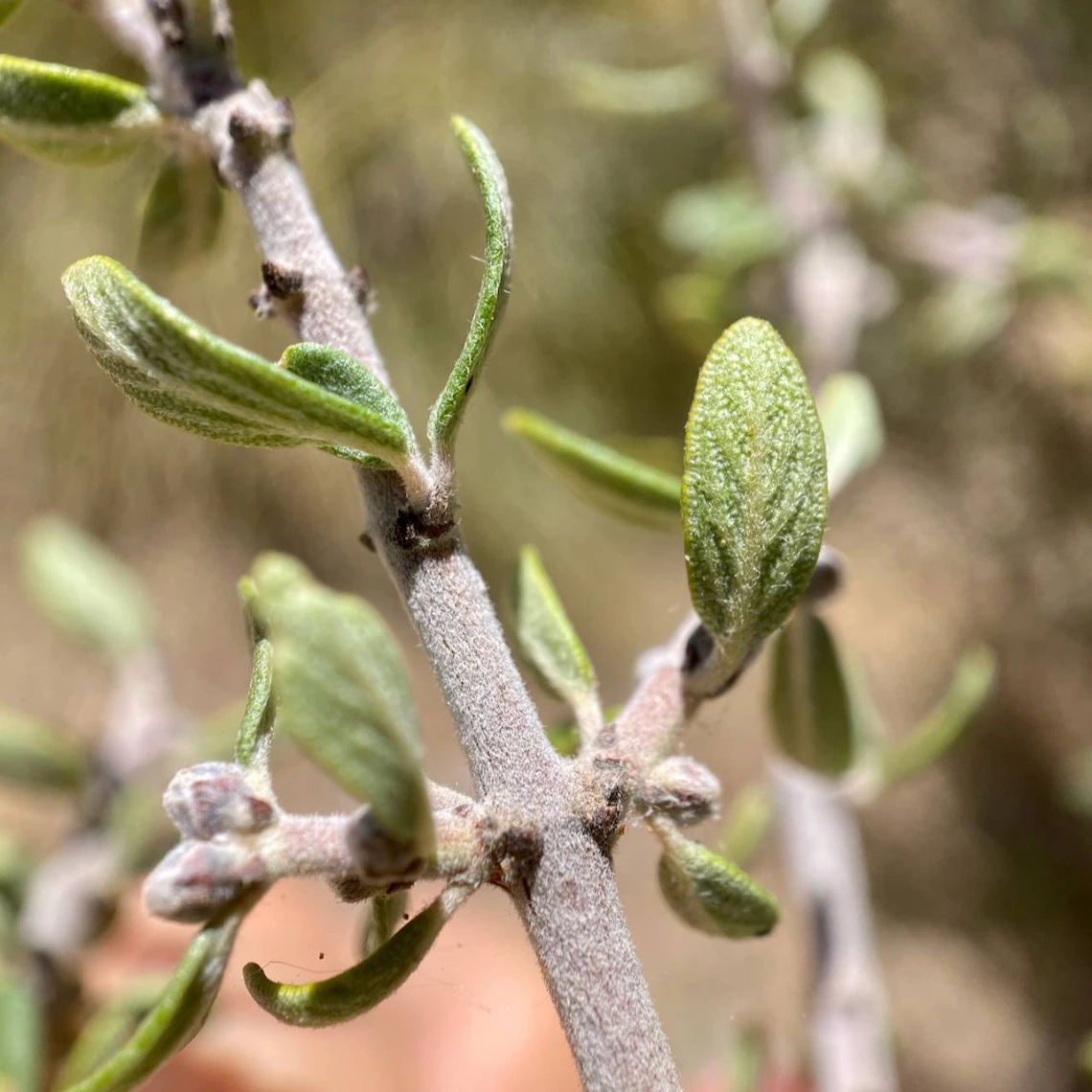 Ceanothus greggii leaves