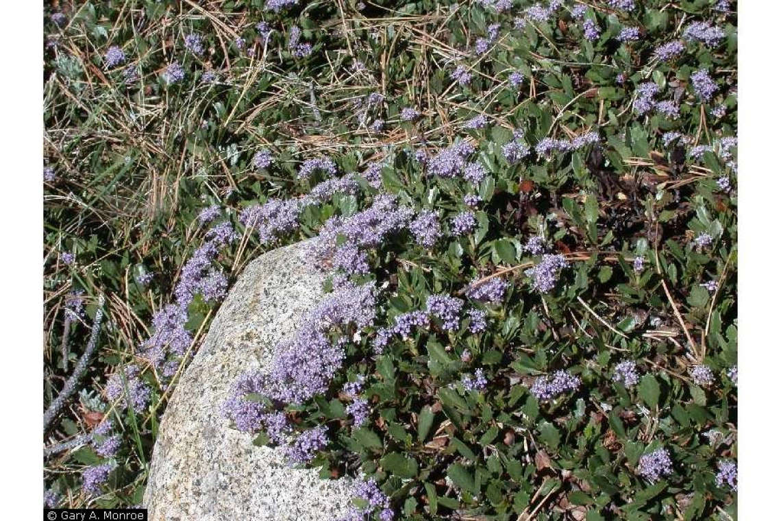 Ceanothus prostratus