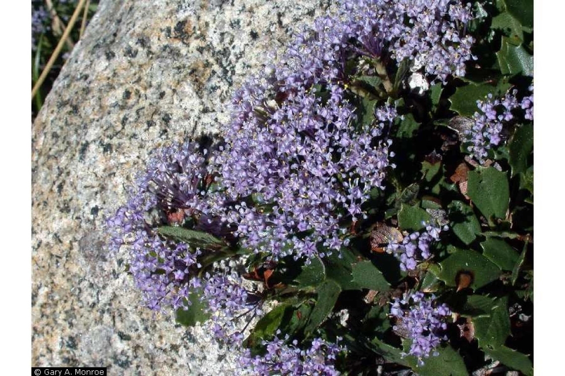 Ceanothus prostratus