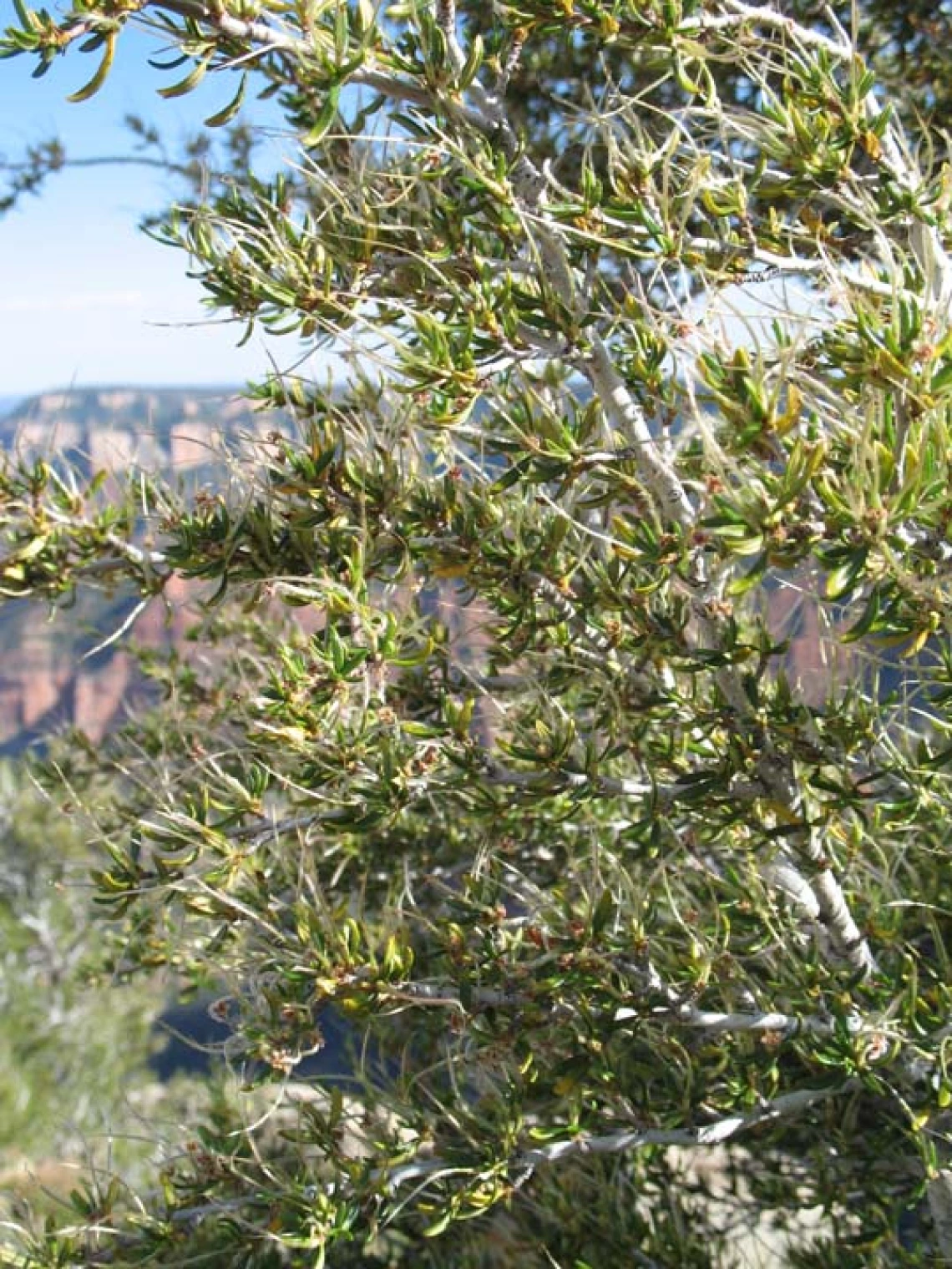 Cercocarpus ledifolius