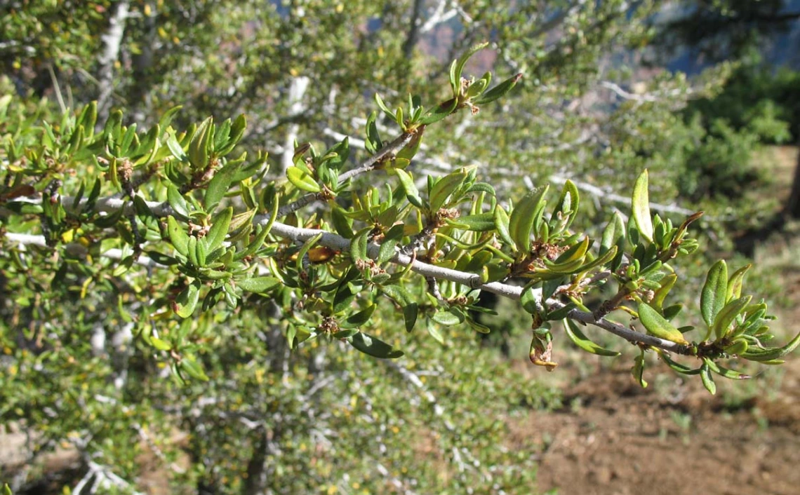 Cercocarpus ledifolius
