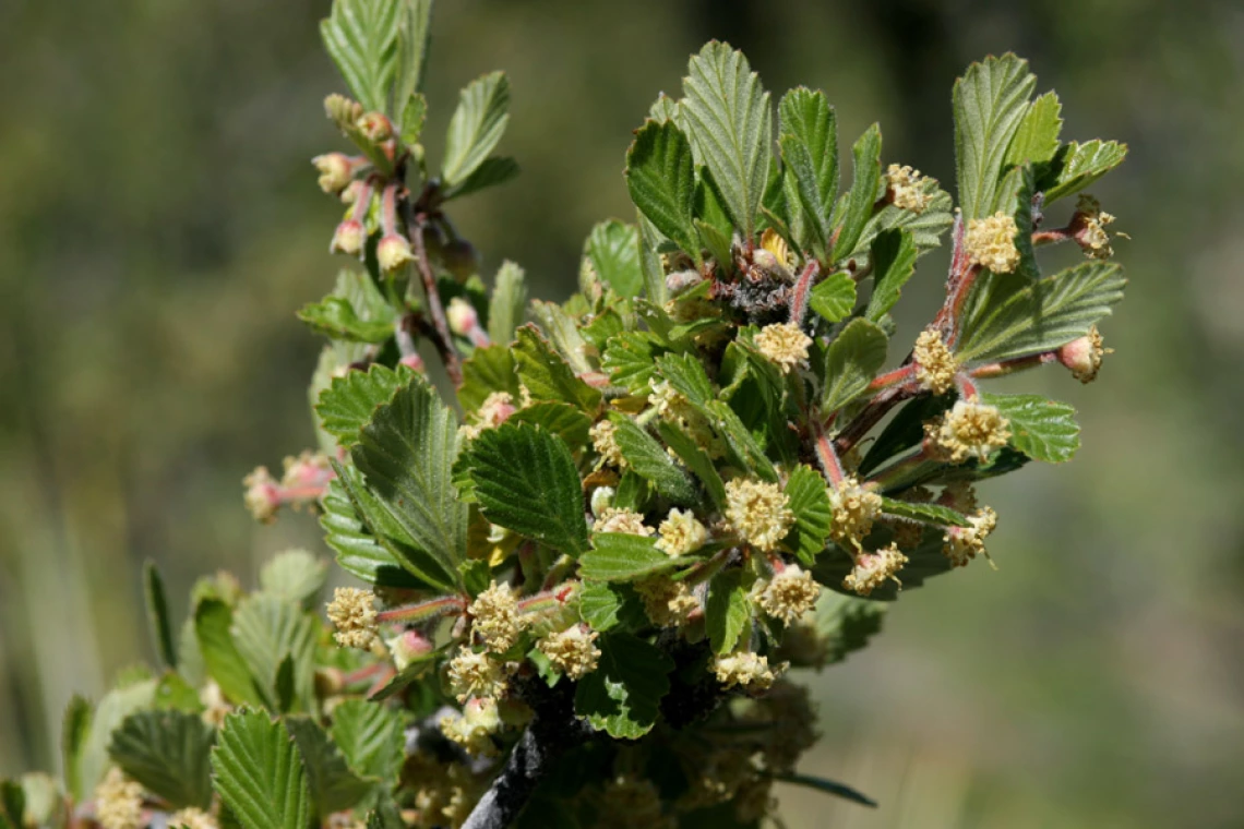 Cercocarpus montanus