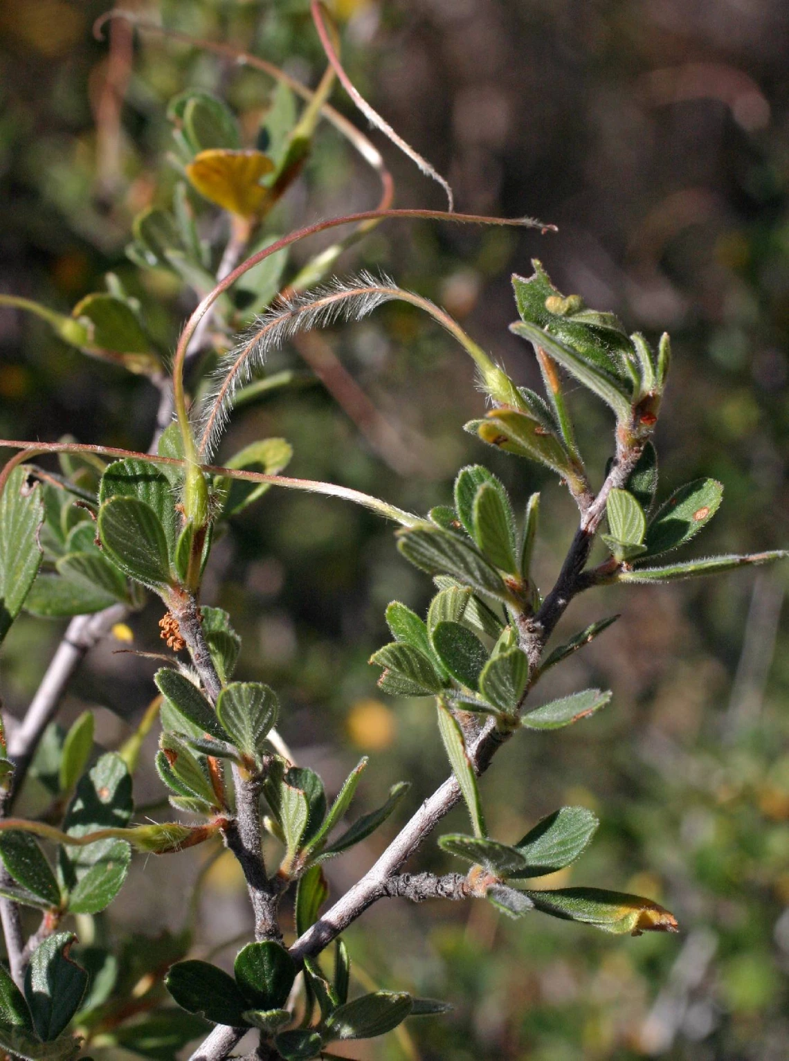 Cercocarpus montanus