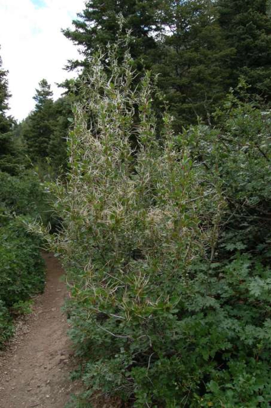 Cercocarpus montanus