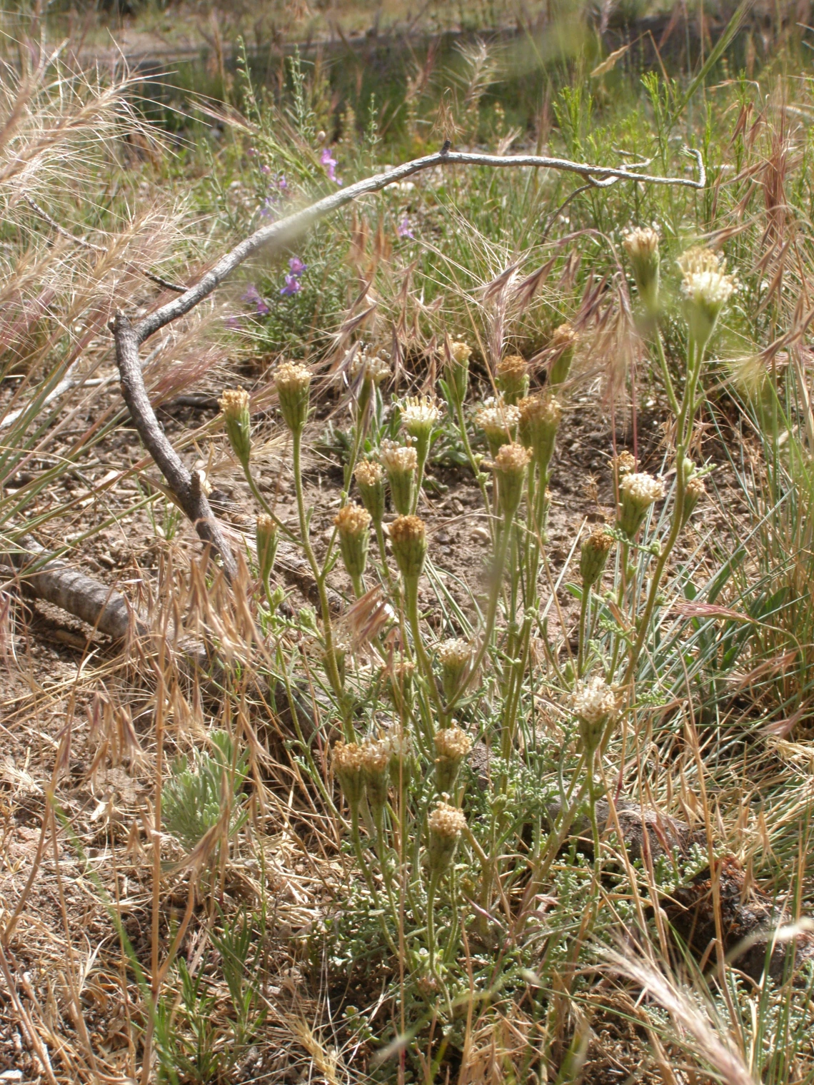 Chaenactis douglasii