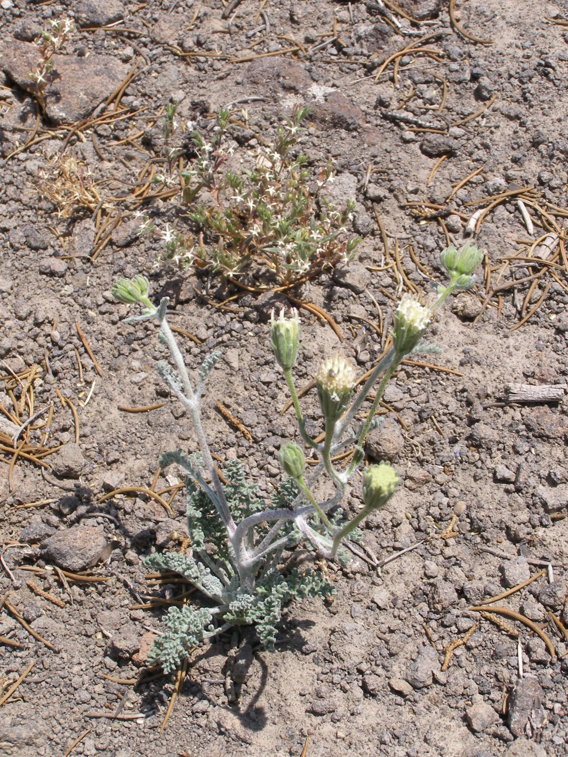 Chaenactis douglasii