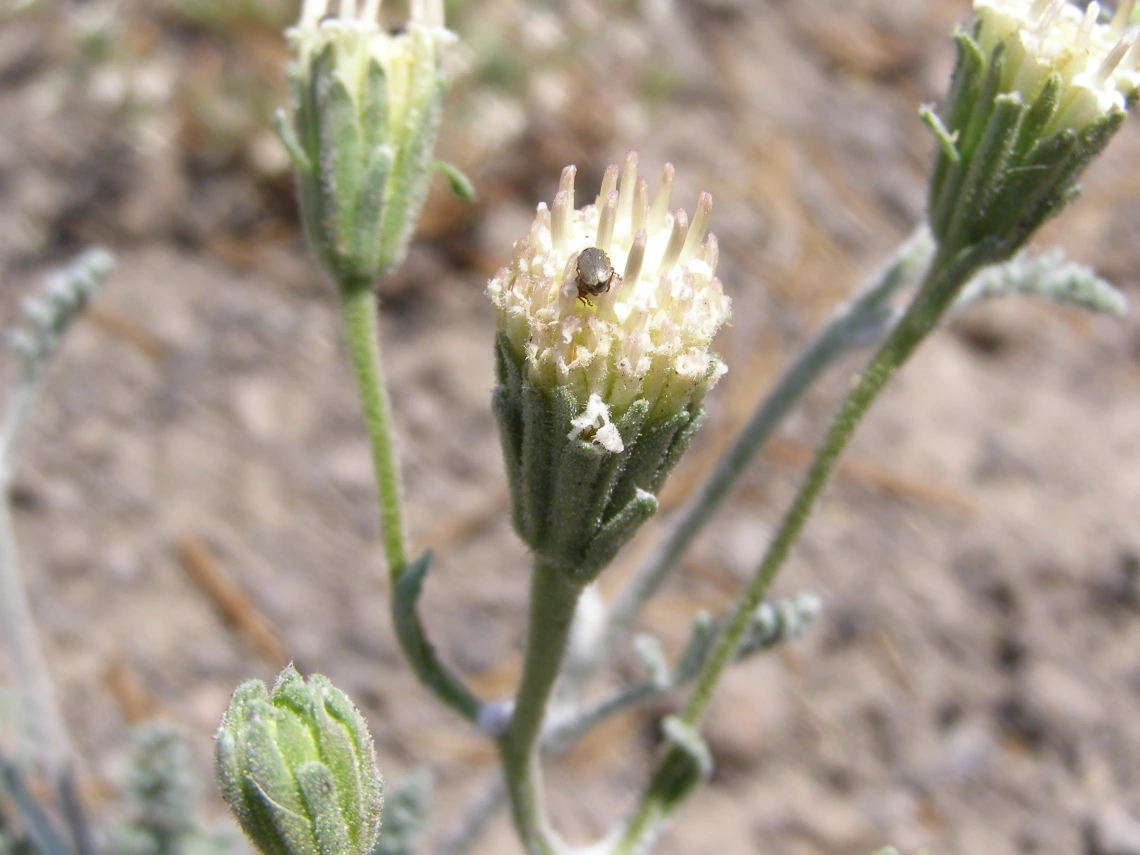 Chaenactis douglasii