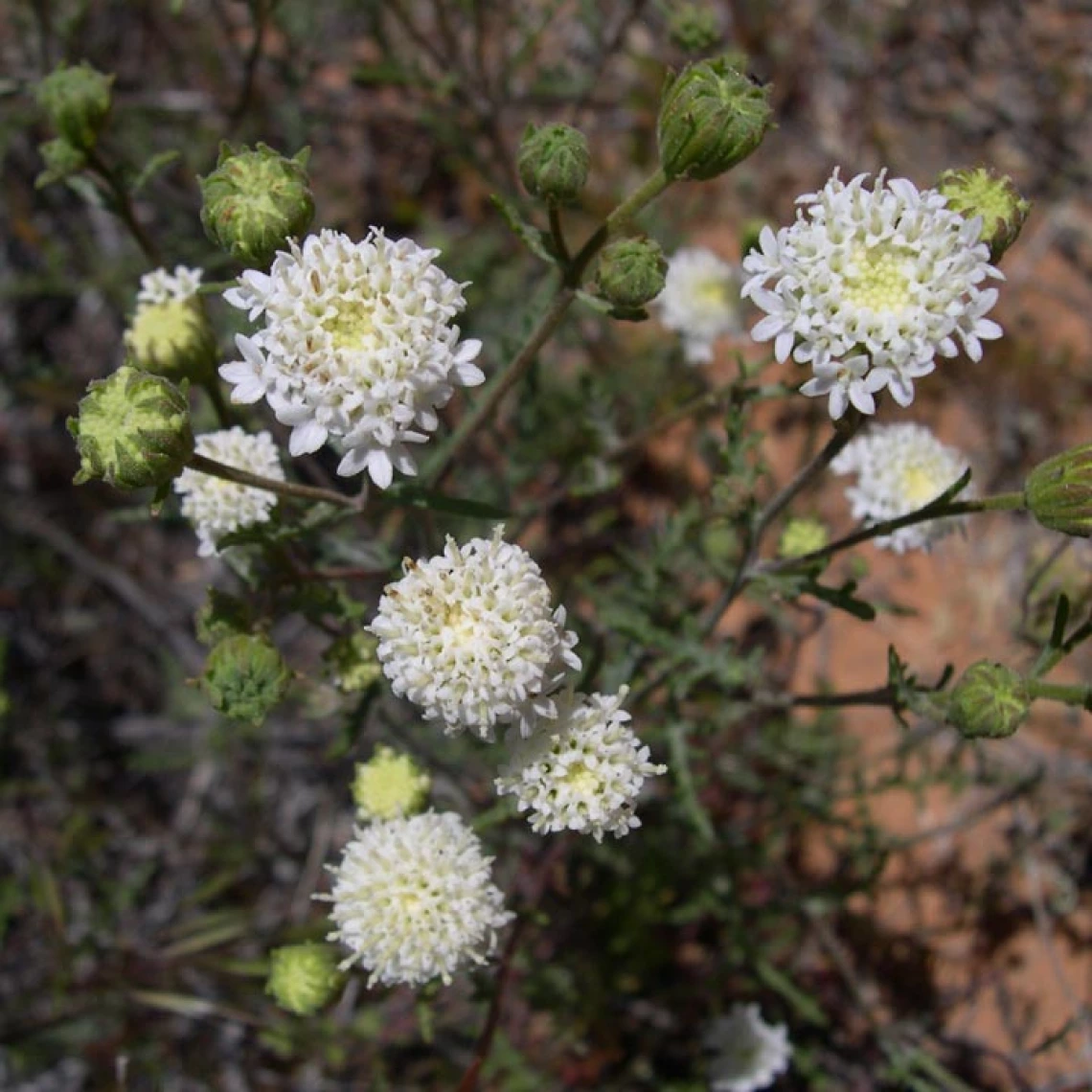 Chaenactis stevioides