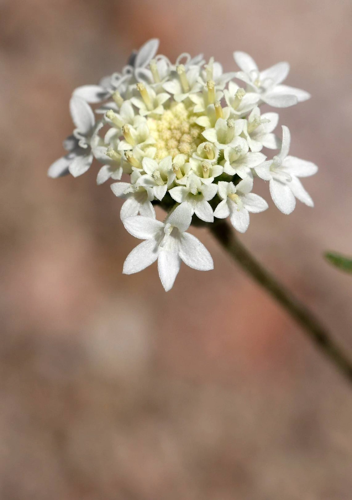 Chaenactis stevioides