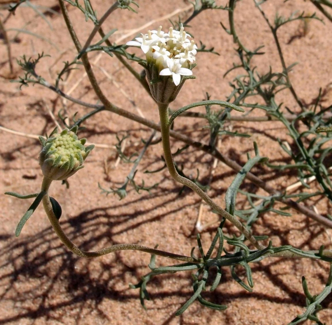 Chaenactis stevioides