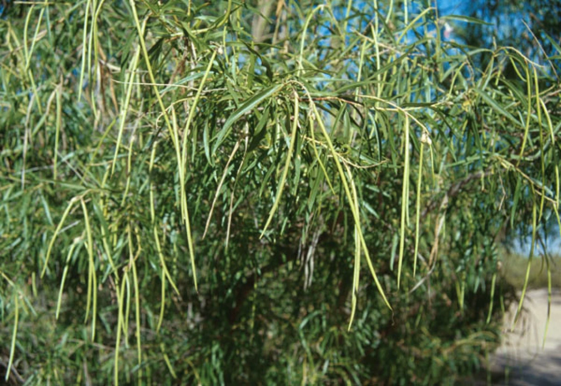 Chilopsis linearis
