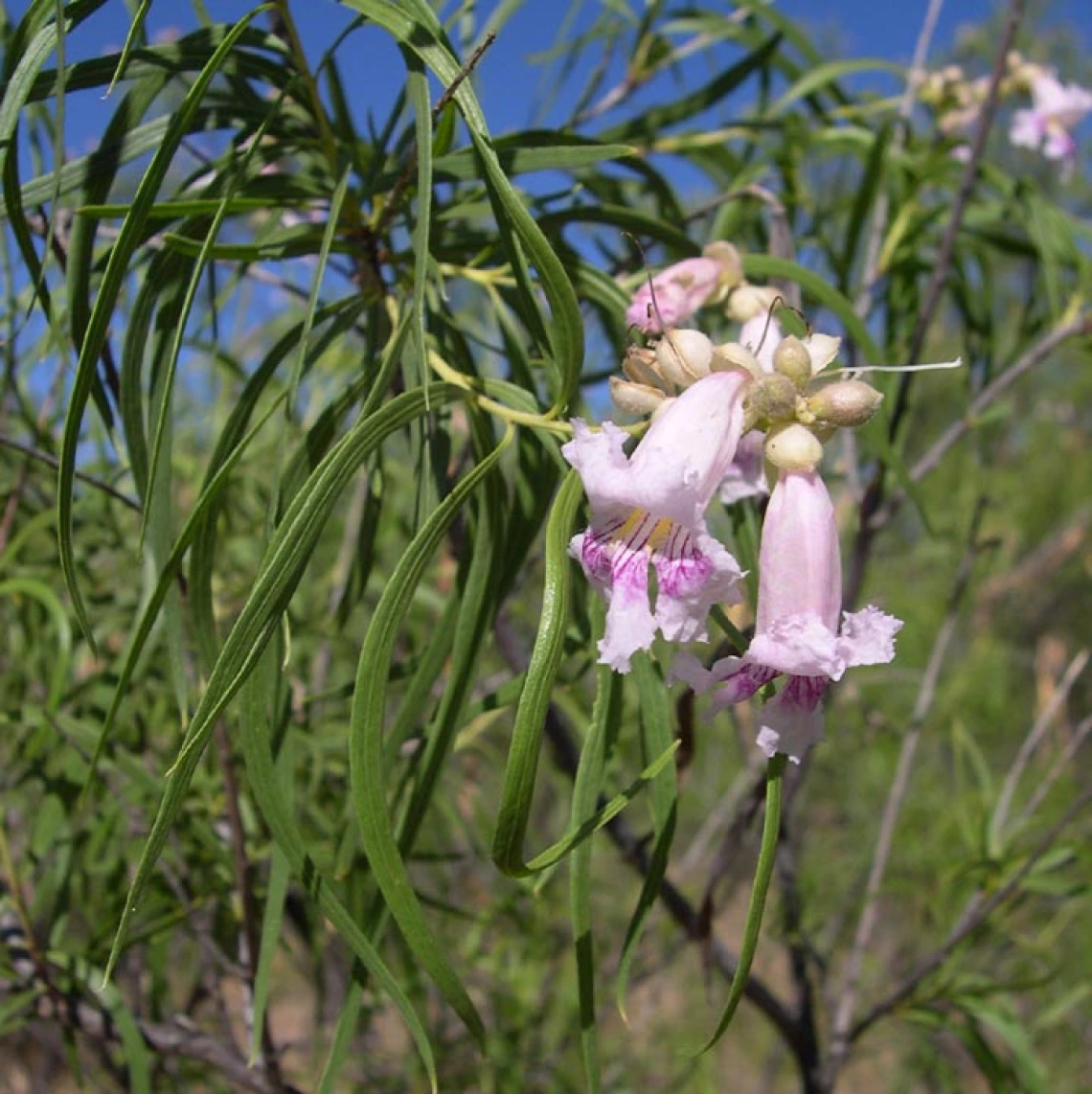 Chilopsis linearis