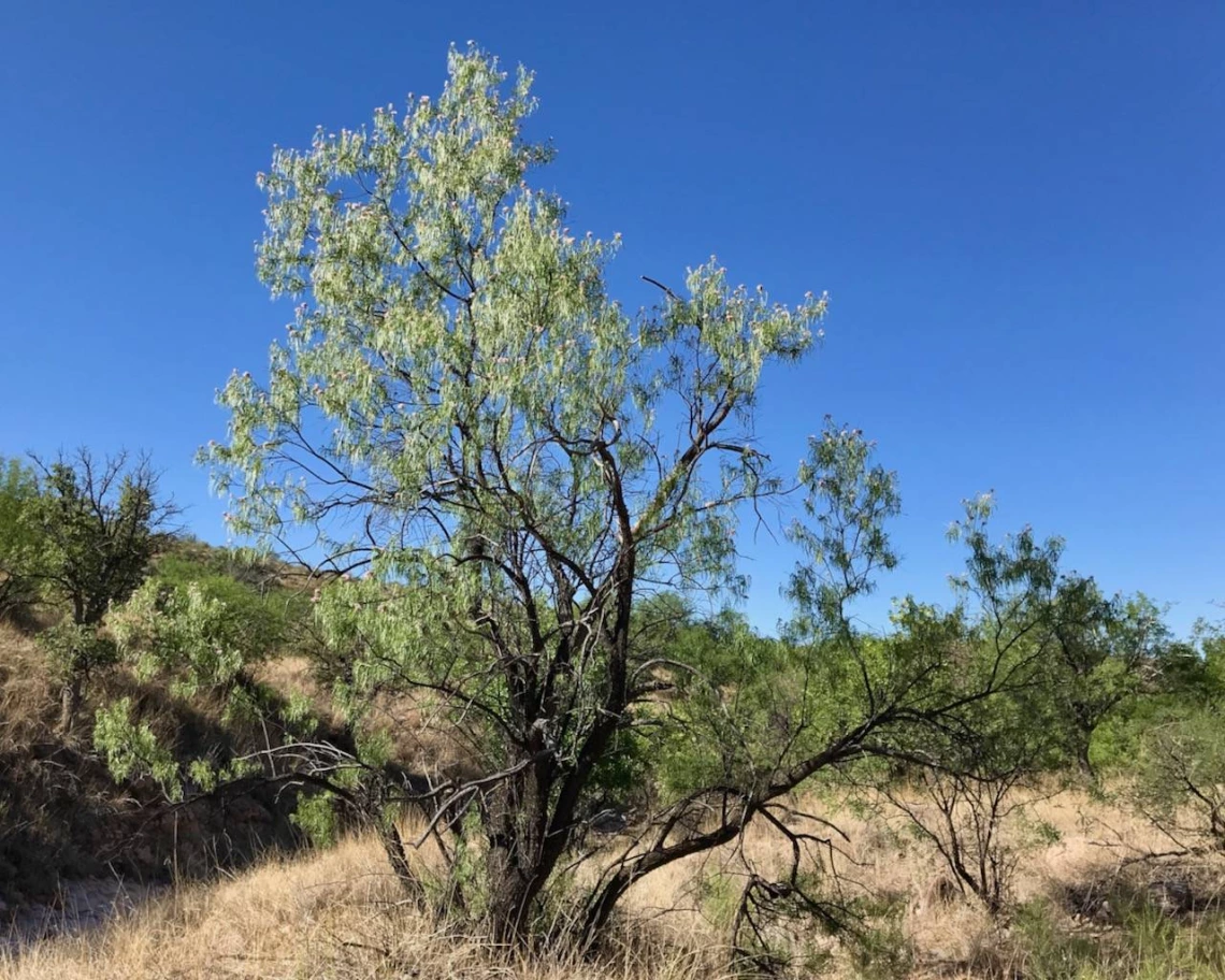 Chilopsis linearis