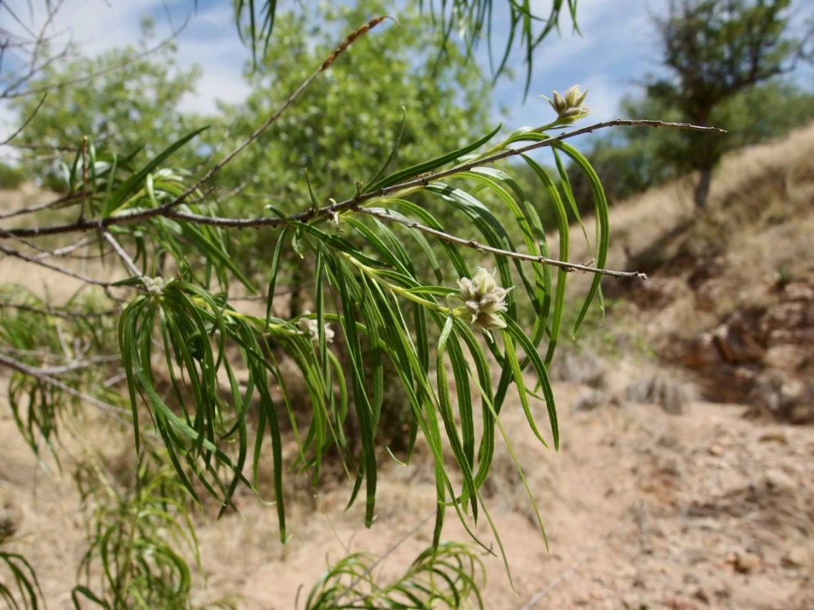 Chilopsis linearis