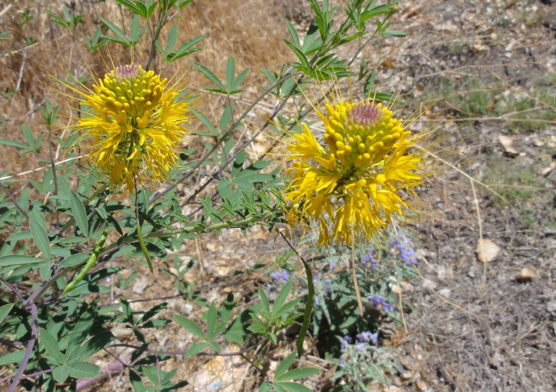 Cleome lutea