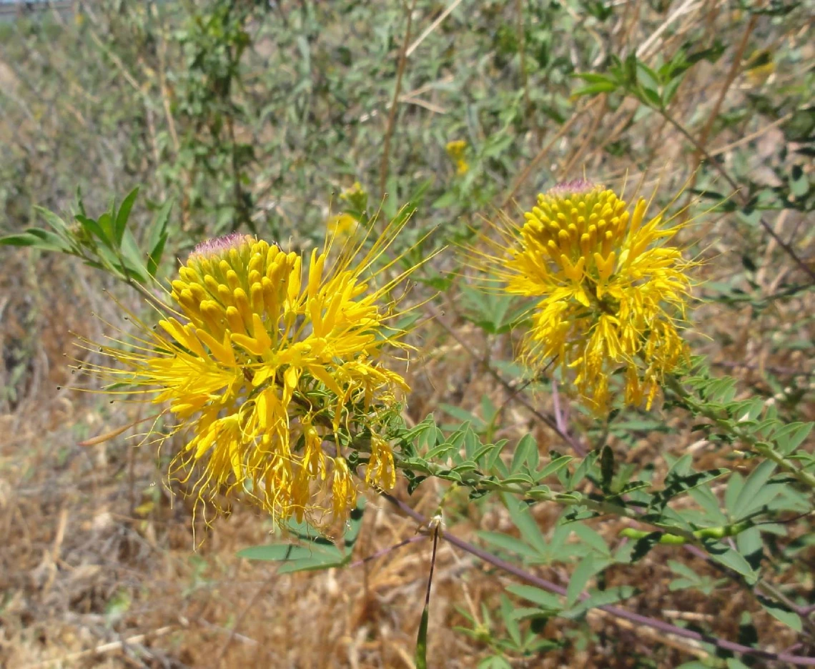 Cleome lutea