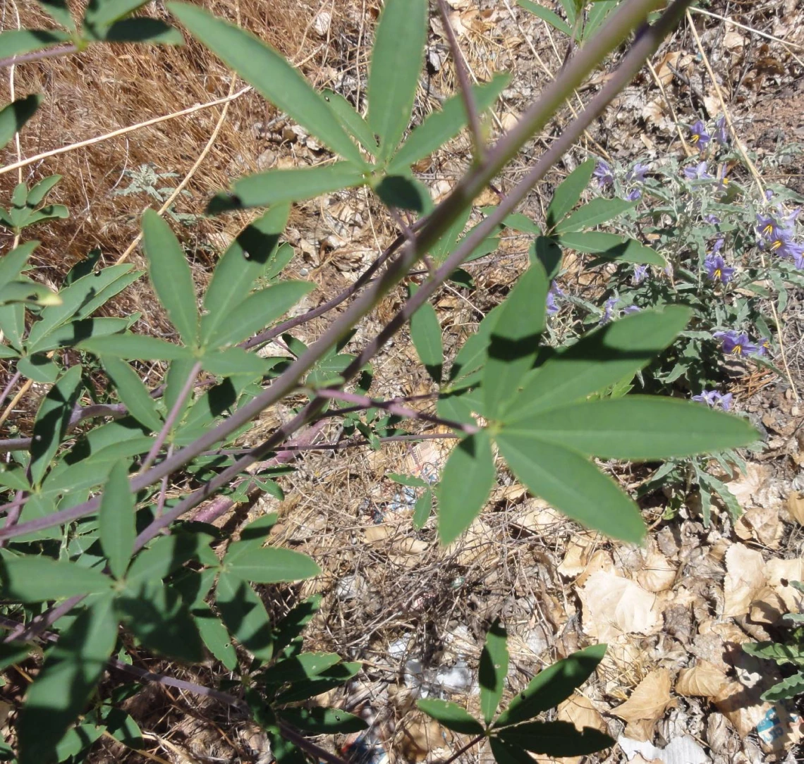 Cleome lutea