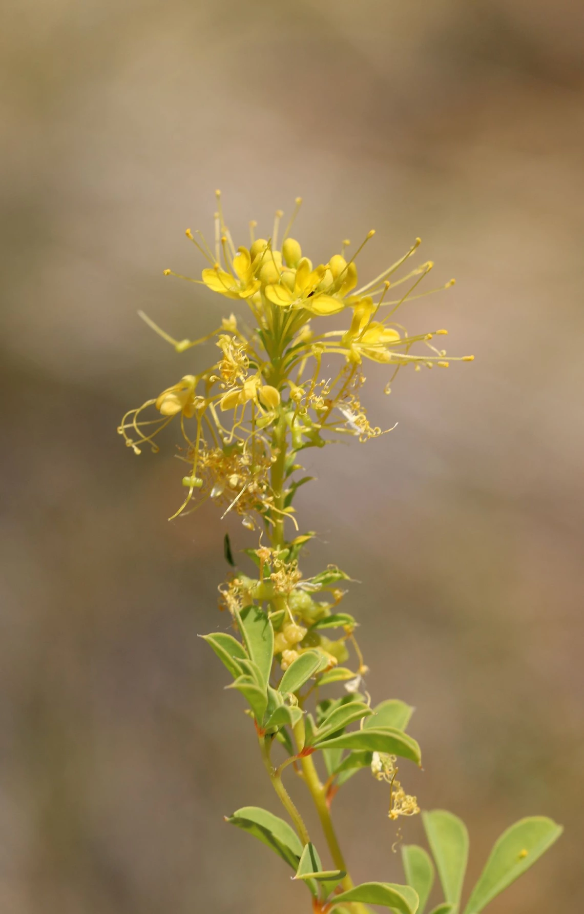 Cleome lutea