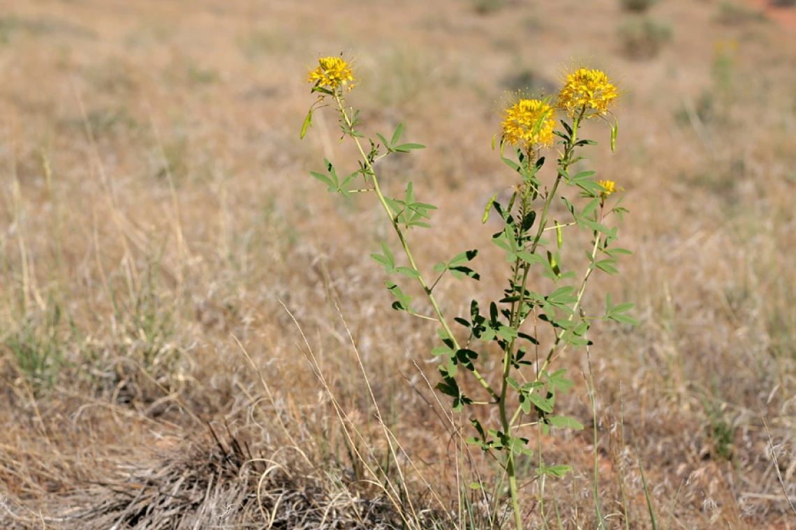 Cleome lutea