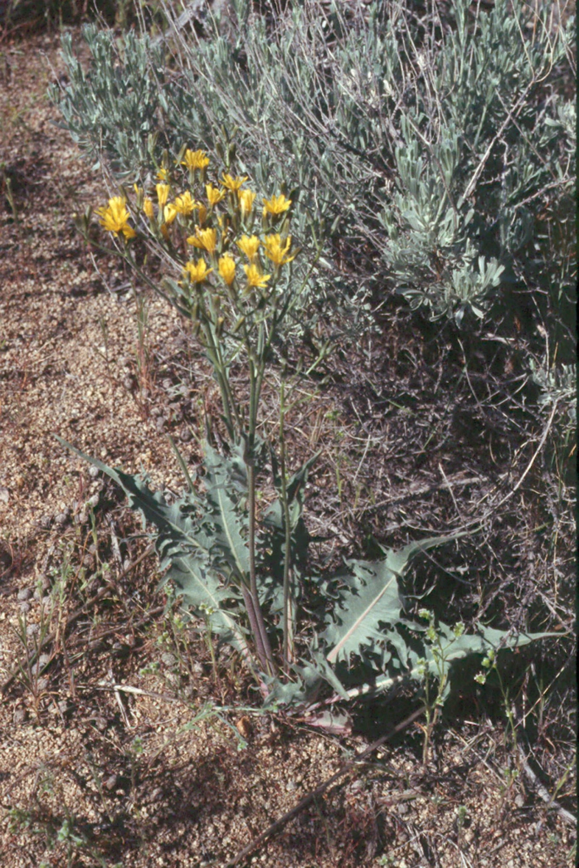 Crepis acuminata