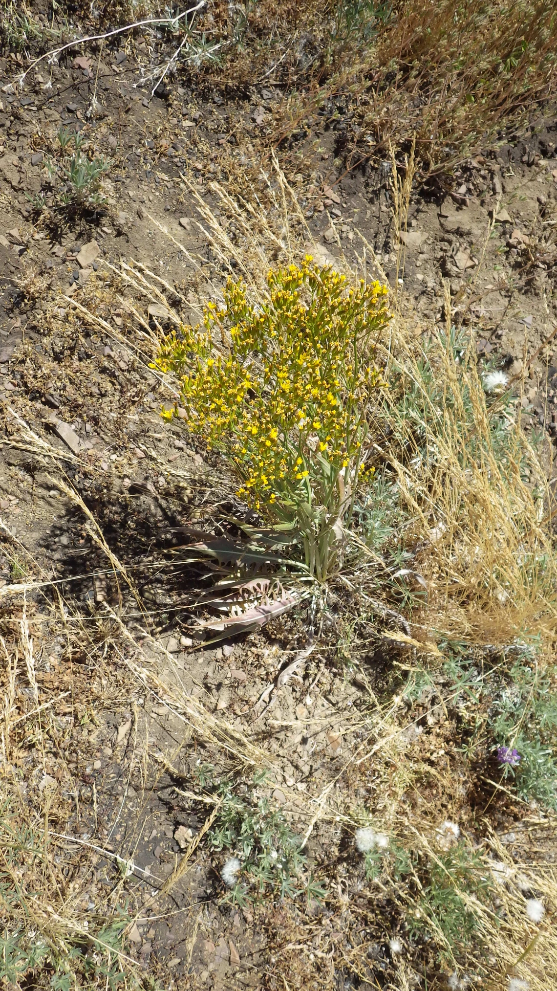 Crepis acuminata