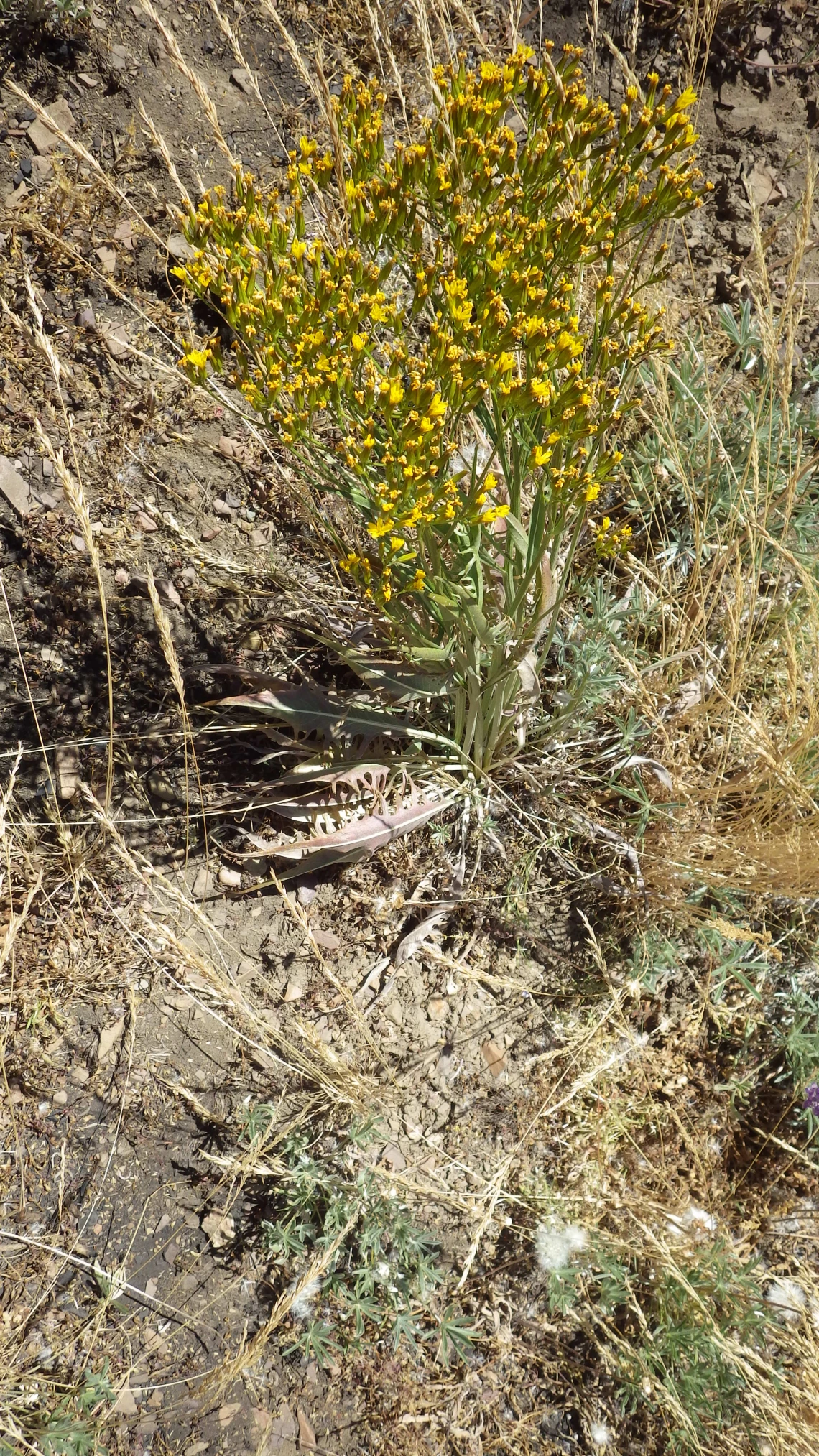 Crepis acuminata