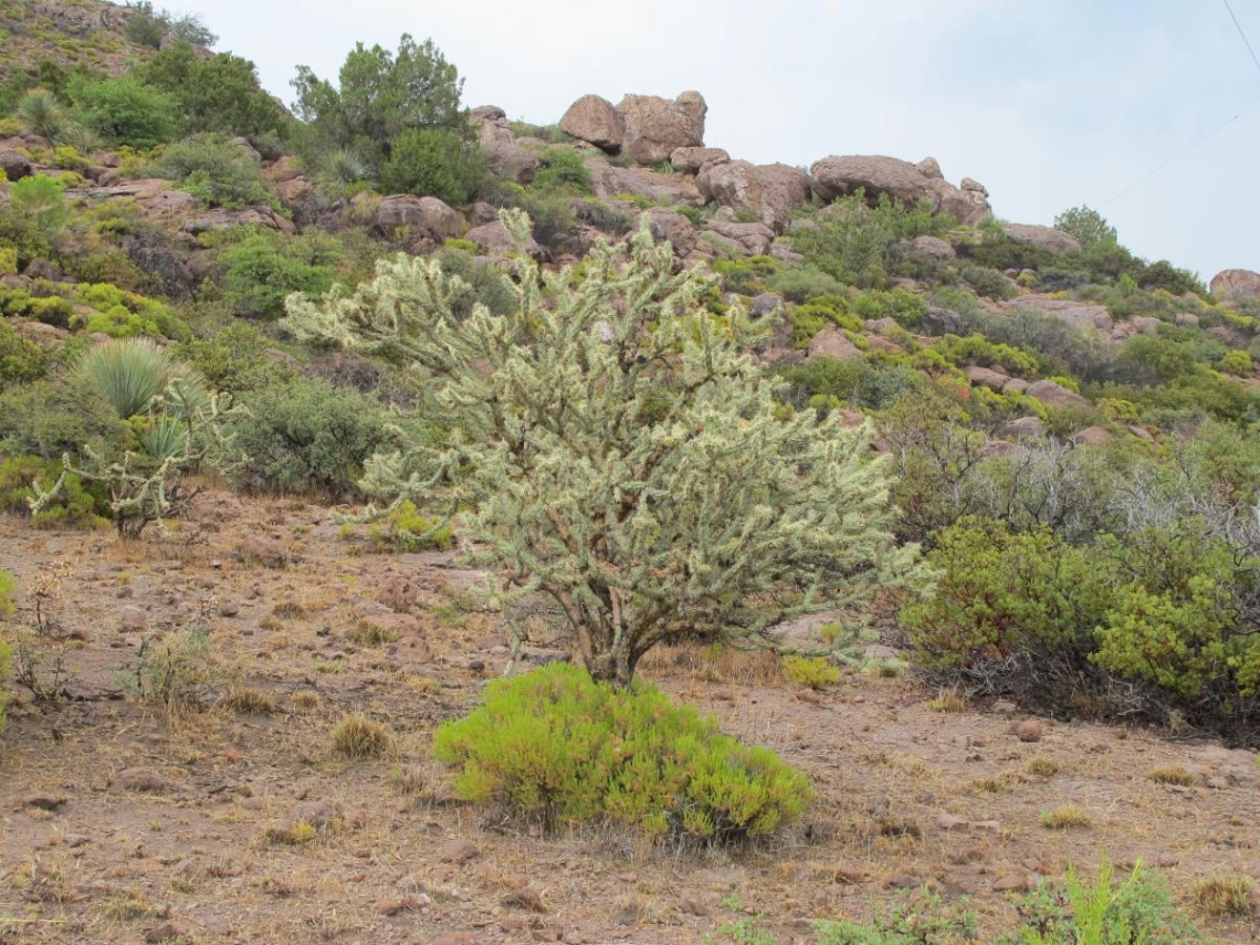 Cylindropuntia acanthocarpa