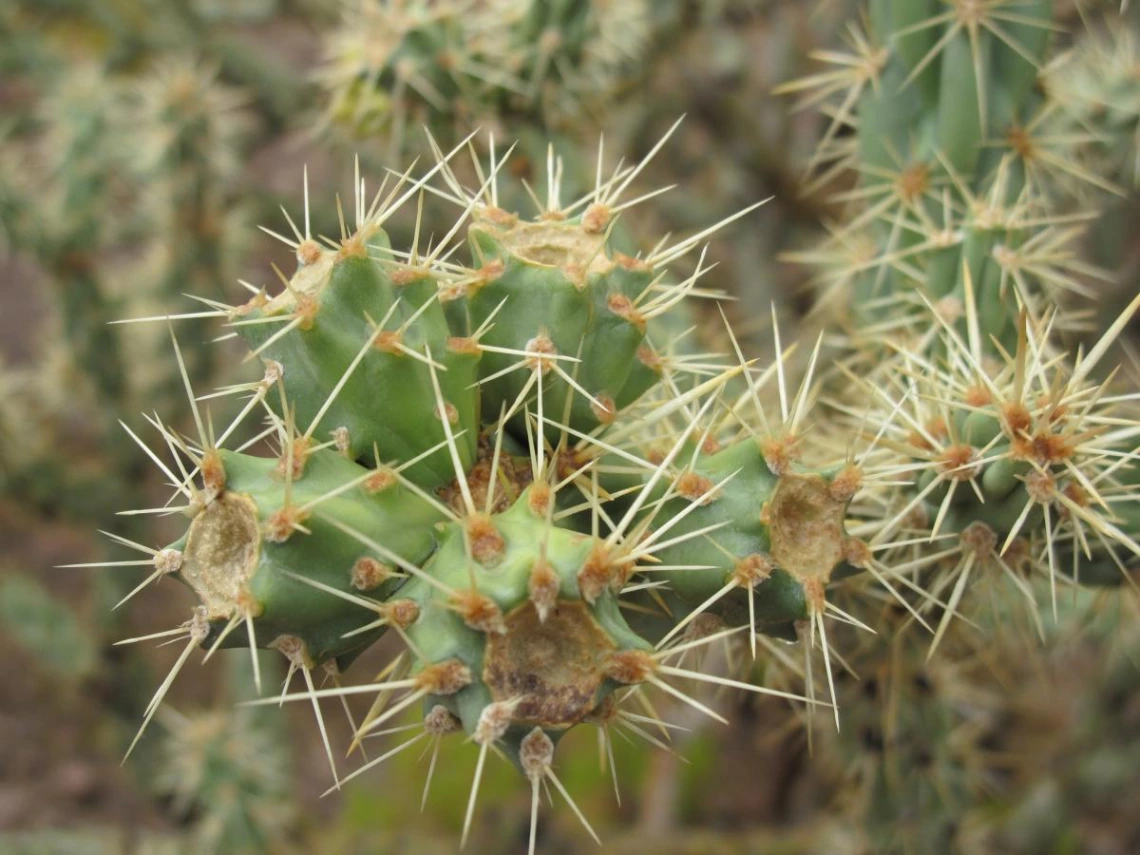 Cylindropuntia acanthocarpa