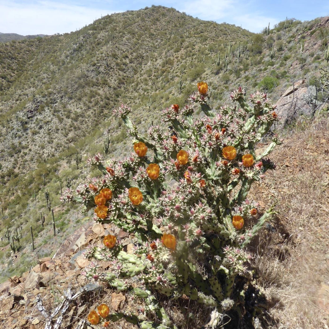 Cylindropuntia acanthocarpa