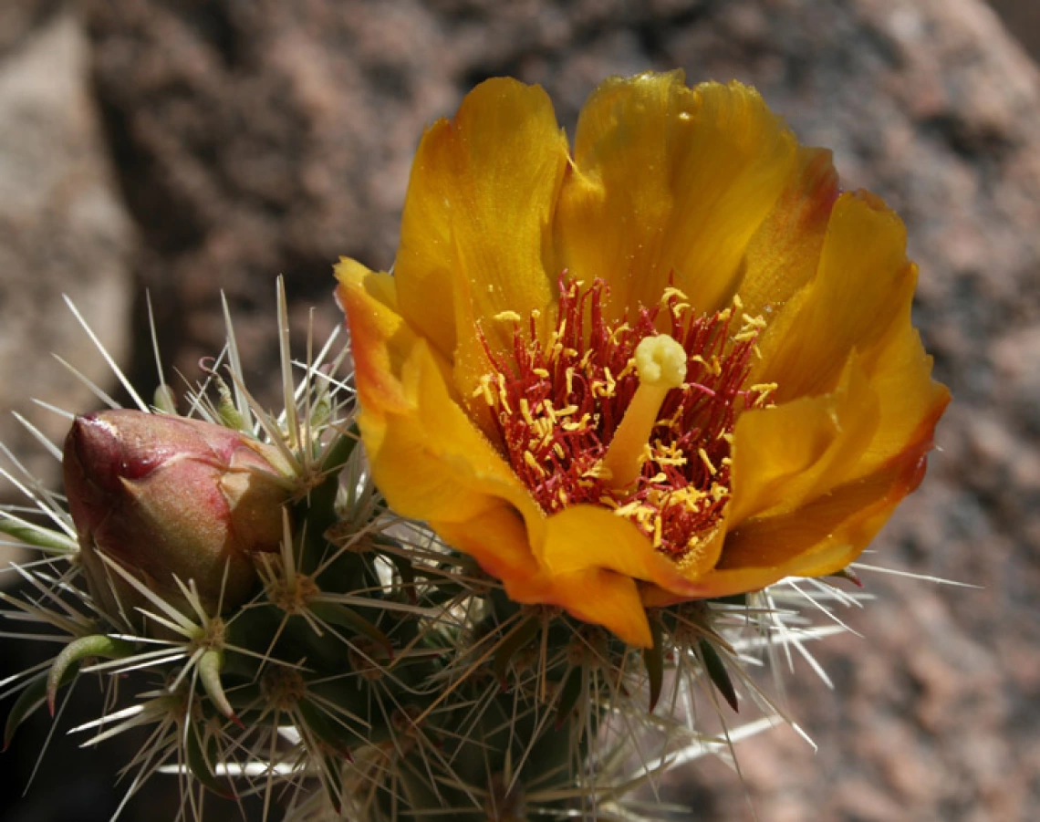 Cylindropuntia acanthocarpa