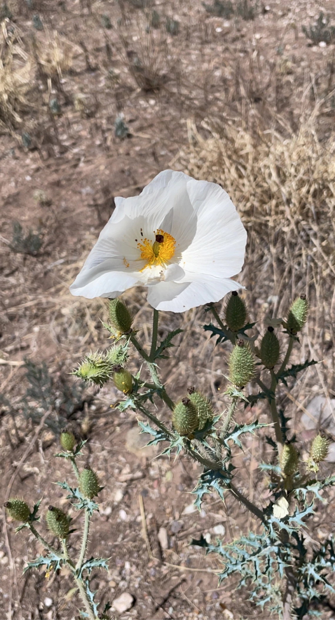 Argemone munita