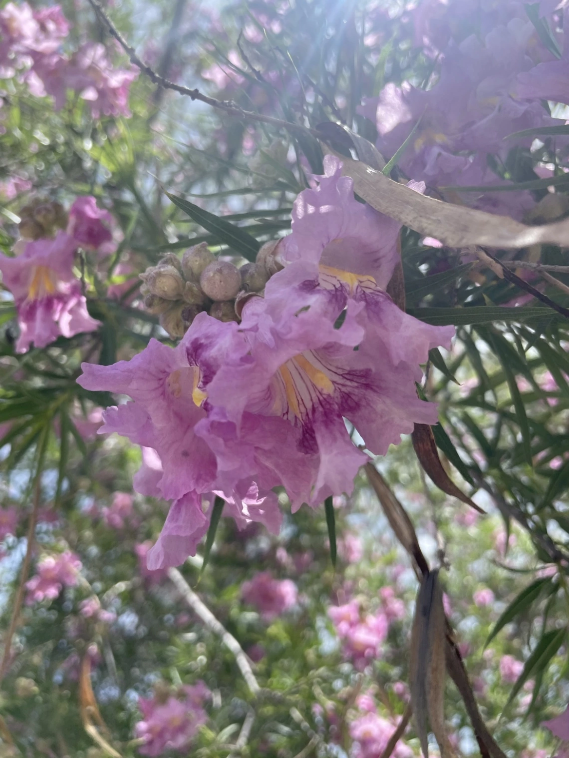 Chilopsis linearis
