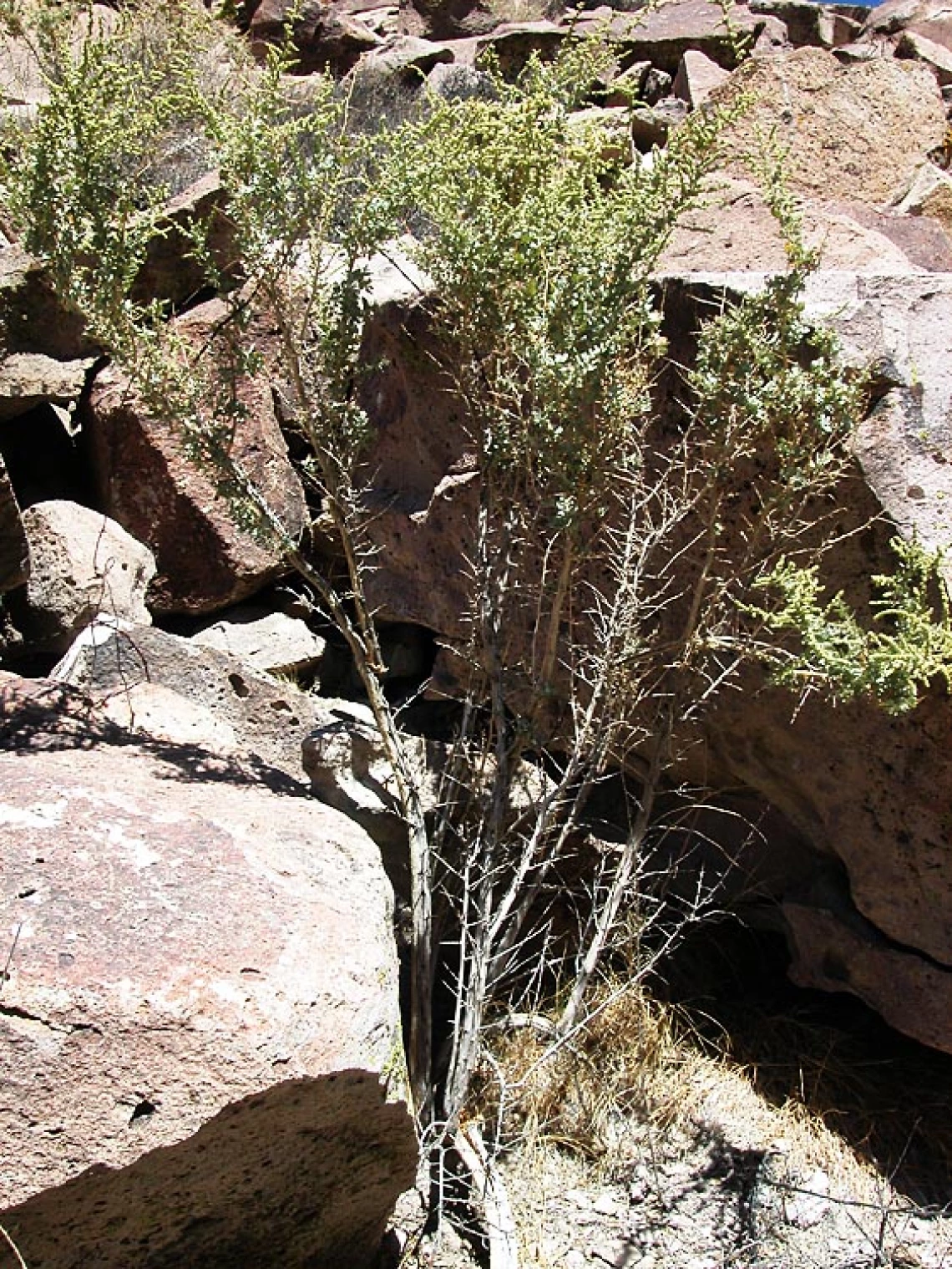 Atriplex torreyi 