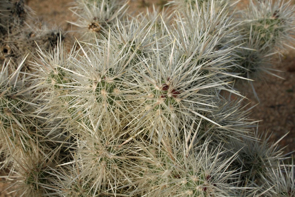 Cylindropuntia echinocarpa