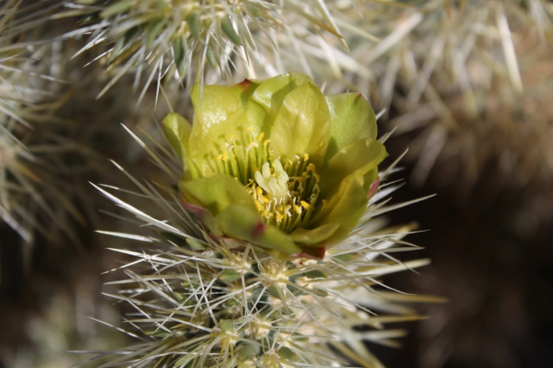 Cylindropuntia echinocarpa