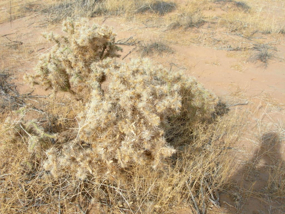 Cylindropuntia echinocarpa