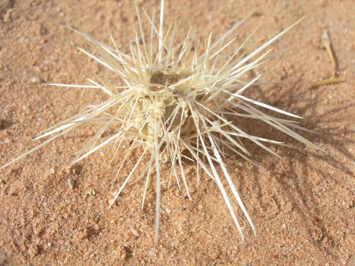Cylindropuntia echinocarpa