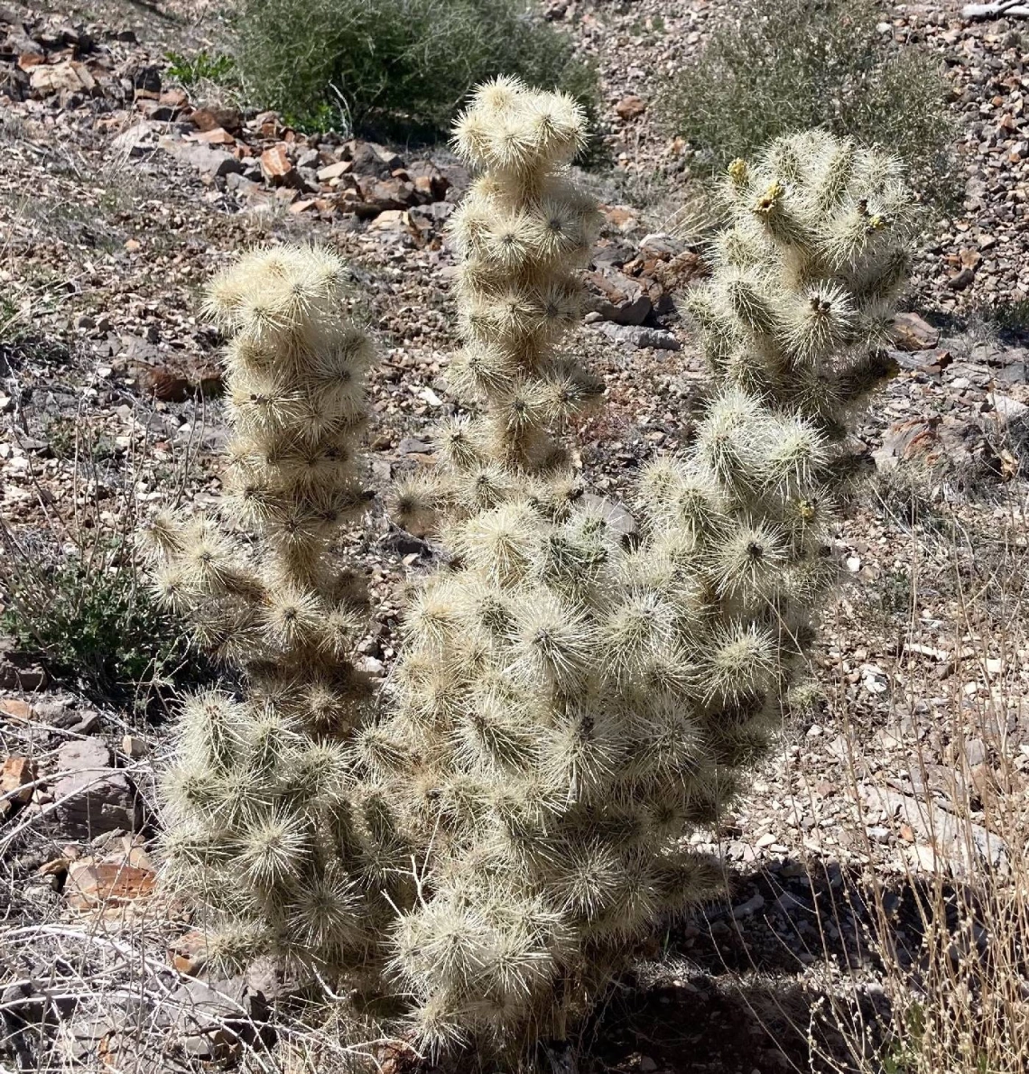 Cylindropuntia multigeniculata