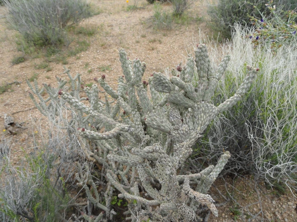 Cylindropuntia ramosissima