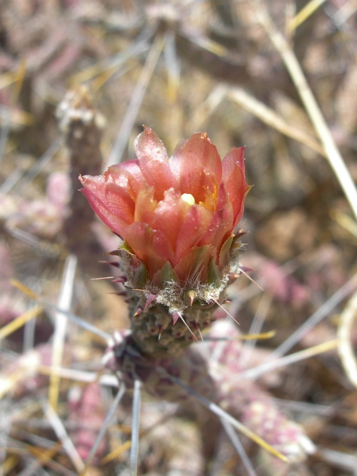 Cylindropuntia ramosissima