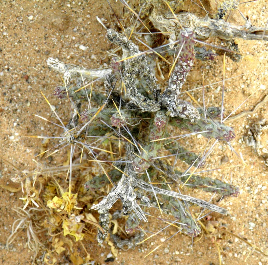 Cylindropuntia ramosissima