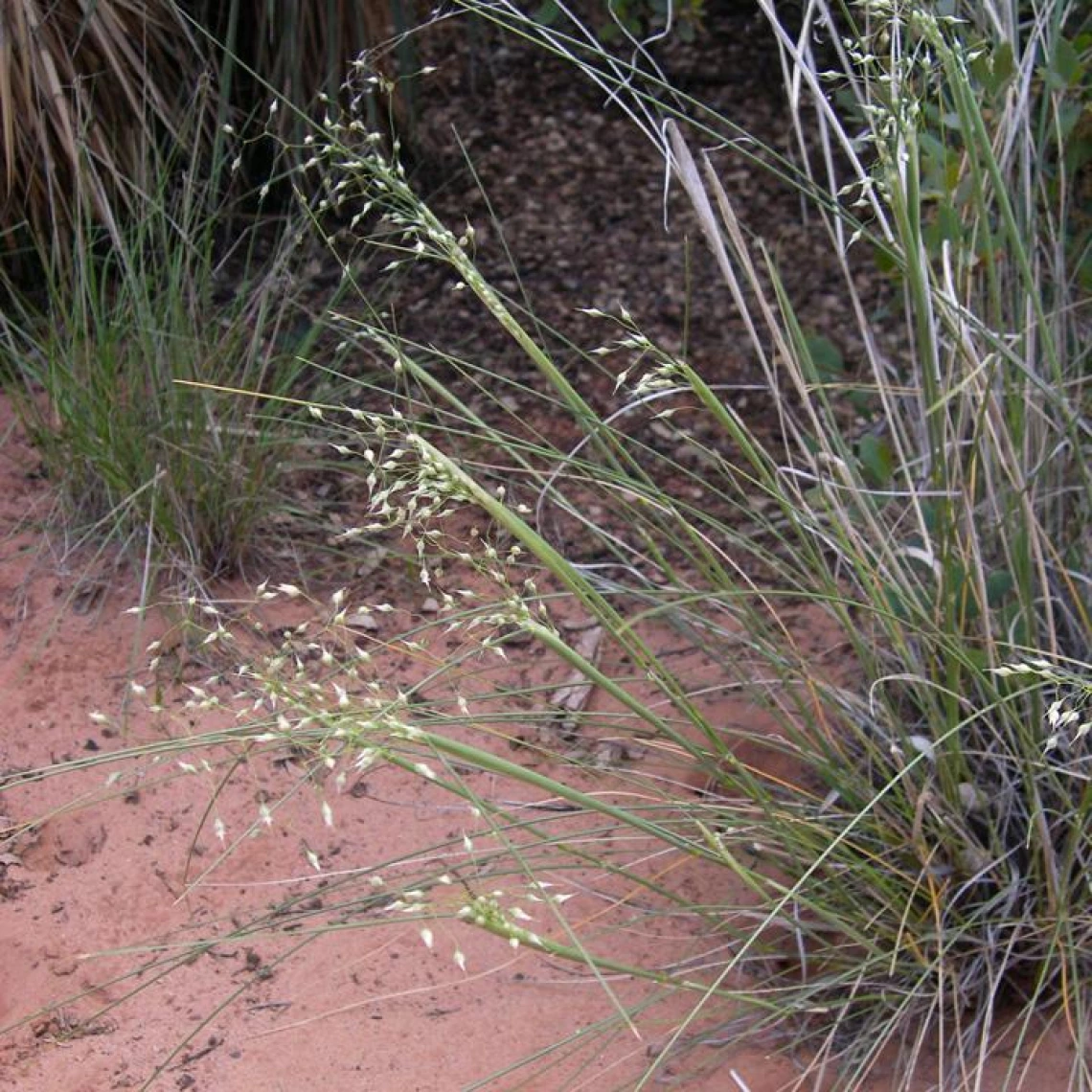 Eriocoma hymenoides